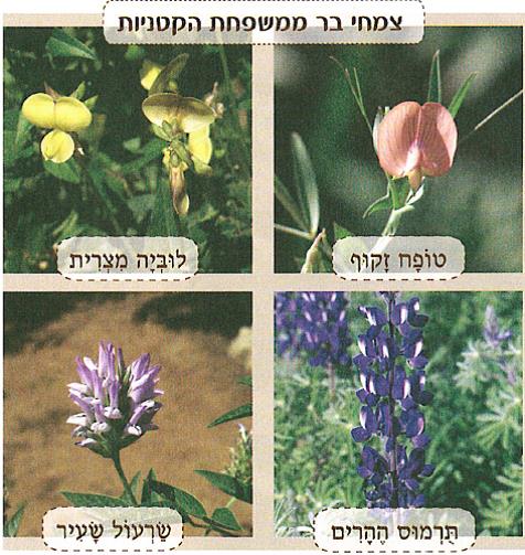 (בספר איור של נוגה ושביט משוחחים)